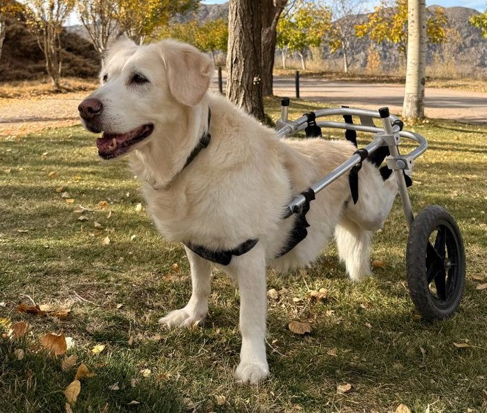 Hershey's Story: The Dog Behind NUFF