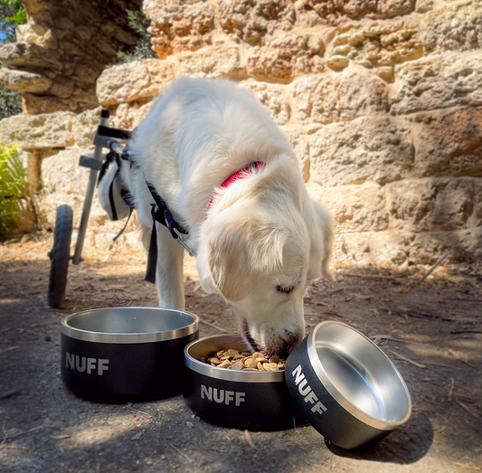 Cats & Dogs Bowls (Choose Size)